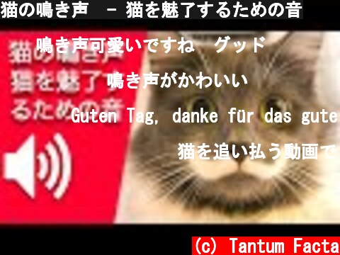 猫の鳴き声  - 猫を魅了するための音  (c) Tantum Facta
